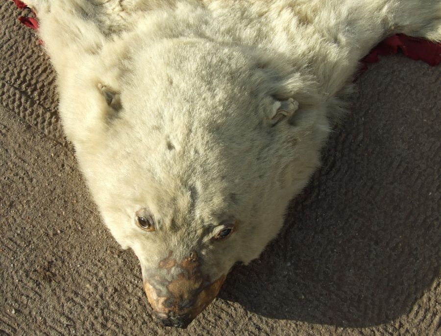 Taxidermy. A polar bear skin rug, approx 185 by 170cms. - Image 6 of 7