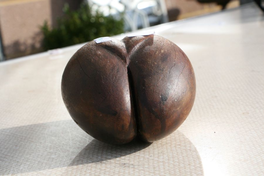 A treen carving in the form of a coco-de-mer, 20cms high.Condition ReportA couple of minor age - Image 7 of 7