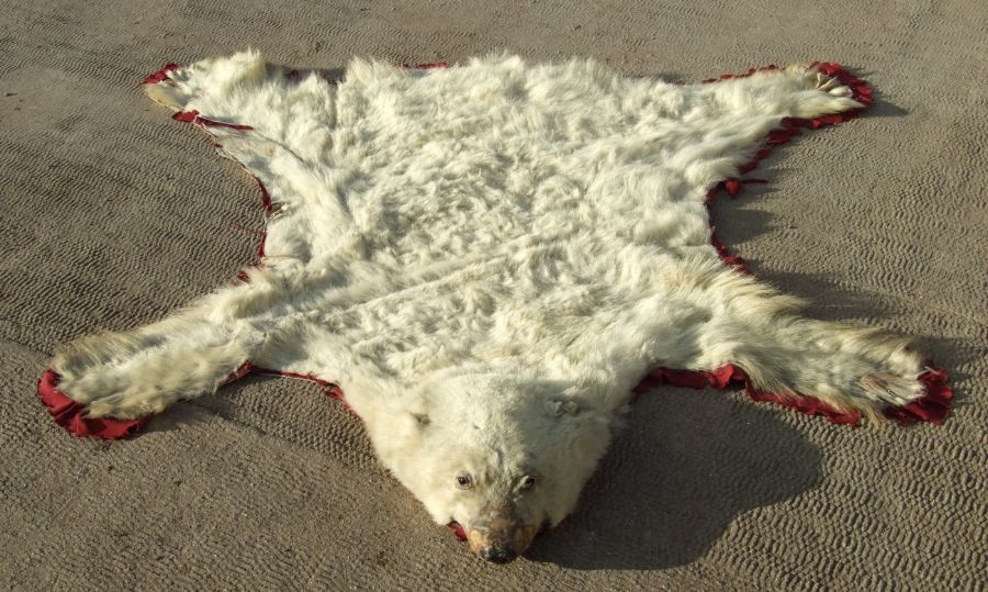 Taxidermy. A polar bear skin rug, approx 185 by 170cms.