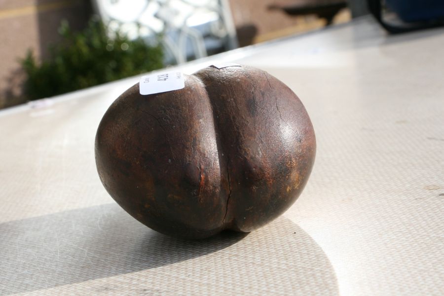 A treen carving in the form of a coco-de-mer, 20cms high.Condition ReportA couple of minor age - Image 5 of 7
