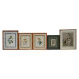 A set of three 19th century botanical study coloured prints in faux maple frames; together with