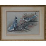 Basil Ede - Study of Blue Jays Perched on a Branch - coloured print, framed & glazed, 40 by 28cms.