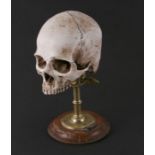 A Victorian plaster memento mori scull mounted on a brass and turned wooden stand, approx 30cms