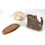 A large cross section of an elephant tooth; together with another large tooth and a piece of coral(