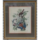 After JJ Audubon FRSFLS (1785-1851) - American Sparrow Hawk - coloured print, framed & glazed, 60 by