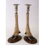 Taxidermy. A pair of silver mounted deer slot candlesticks. Birmingham 1963. 37cm high