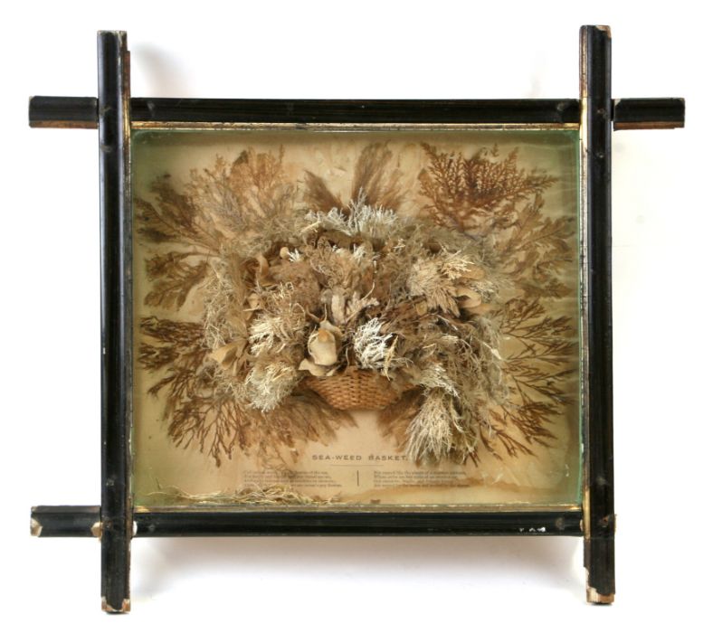 A diorama of seaweed in a basket, framed & glazed, 42cms wide.