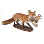 Taxidermy. Study of a fox with a red legged partridge in it's mouth.74cm long