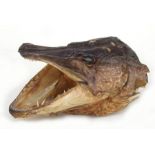 Taxidermy - A preserved pike head for mounting, 20cms long.