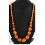 An amber like graduated bead necklace. 92g