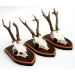 Three roe deer buck skulls and antlers, mounted on shield shaped plaques, each approx 30cms high (