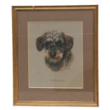 Mary Browning (20th century British) - Humphrey - study of a wire haired Dachshund, signed,