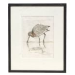 20th century modern British - A Curlew Feeding - coloured print, framed & glazed.