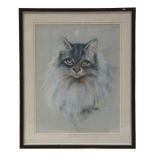 Julie Stooks (modern British) - Study of a Cat - signed & dated '82, pastel, framed & glazed, 35