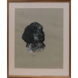 Mary Browning (20th century British) - Robbie - study of a spaniel, signed & dated '88, pastel,