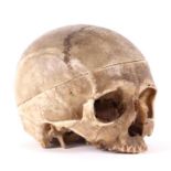 An early 19th century human skull, with the internal features inscribed with early educational