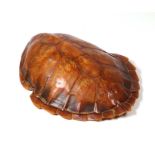 Taxidermy - A turtle carapace, 55cms long.