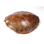 Taxidermy - A turtle carapace, 75cms long.