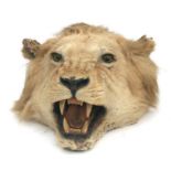 Taxidermy. An early 20th century head mount of a lion, 62cms long.