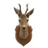 Taxidermy. A roebuck head and shoulder mount on a shield shaped plaque, overall 49cms high.