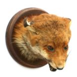Taxidermy. Study of a snarling red fox mask mounted on a circular plaque, overall 20cms high.