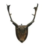 Taxidermy. A late 19th / early 20th century head mount of a six point fallow deer, on a shield