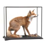 Taxidermy. A glass cased study of a fox in a naturalistic setting, the case 69cms wide.