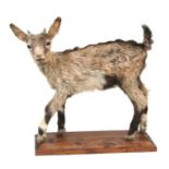 Taxidermy. A study of a walking goat kid, 54cms long.