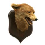 Taxidermy. R Spicer & Sons a snarling red fox mask on an oak shield shaped plaque, 29cms high.