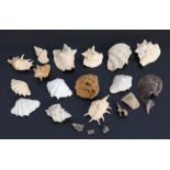 A collection of sea shells, corals and sponges.