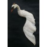 Taxidermy. A half mount study of a mute swan in flight wearing a gilt metal crown, overall 130cms