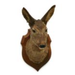 Taxidermy. A European roe deer head and shoulder mount on a shield shaped plaque, overall 44cms