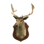 Taxidermy. An early 20th century head and shoulder mount of a twelve point stag on a shield shaped