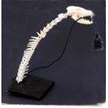 An unusual fox skull and vertebrae table lamp, 54cms high.