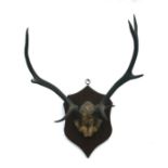 Taxidermy. A Sika deer half skull mount on a shield shaped plaque, overall height 70cms, max width