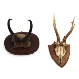 A pair of antelope horns mounted on an oak plaque, together with a pair of Roebuck antlers mounted