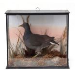 Taxidermy. A cased study of a Moorhen in a naturalistic setting, 39cms wide.