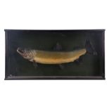 Taxidermy. A cased study of a salmon, overall 92cms wide.