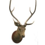 Taxidermy. An early 20th century head and shoulder mount of a six-point stag, on an oval plaque '