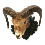 Taxidermy. A Black Forest Asiatic Mouflon rams head mount, on a carved plaque, overall height 35cms,