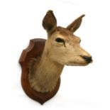 Taxidermy. A red deer head and shoulder mount on a shield shaped plaque, overall 51cms high.