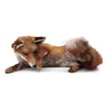 Taxidermy. A study of a recumbent red fox, 52cms wide.