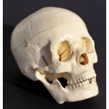 A medical teaching human skull believed from Leeds University Medical School.