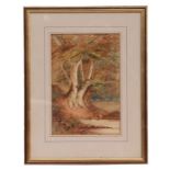 Victorian school - Woodland Pond Scene - watercolour, framed & glazed, 18 by 27cms.