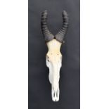 Taxidermy. A Hartebeest half skull and horns, 79cms high.