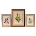 Stuart Armfield (1916-2000) three botanical watercolour studies - Orchid, Cyprepedium, 19 by