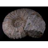 A large ammonite fossil from crustaceous period, 30cms diameter.