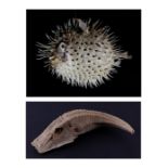 Taxidermy. A study of a puffer fish and another armoured fish (2).