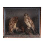 Taxidermy. An early 20th century cased study of two tawny owls, in a naturalistic setting, 59cms