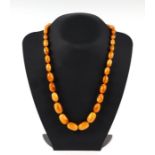 A graduated butterscotch amber graduated bead necklace with egg yolk swirl.Condition ReportThe